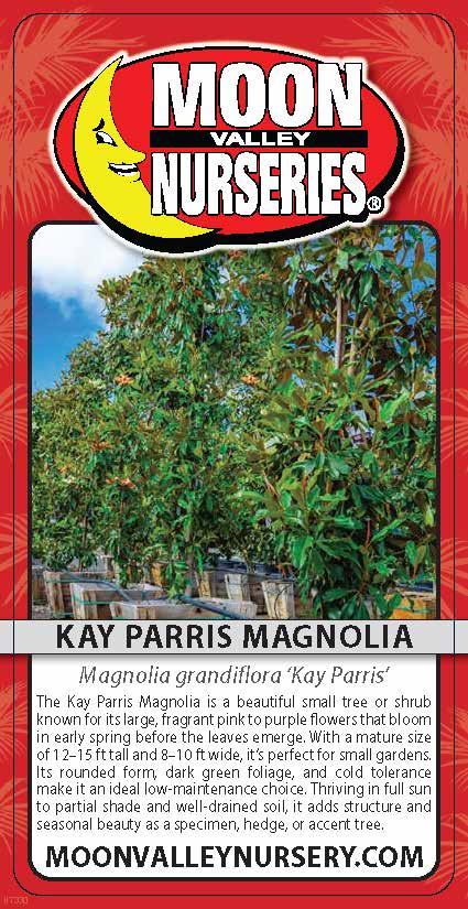 Kay Parris Magnolia