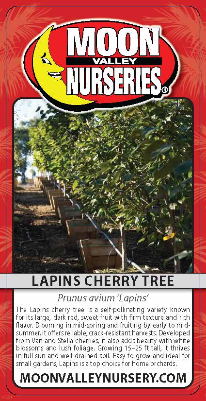 Lapins Cherry Tree