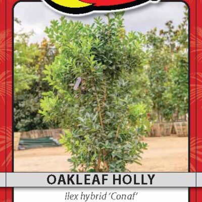 Oakleaf Holly