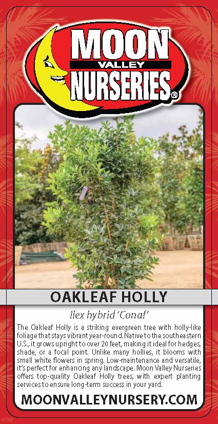 Oakleaf Holly