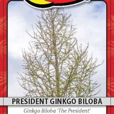 President Ginkgo Biloba