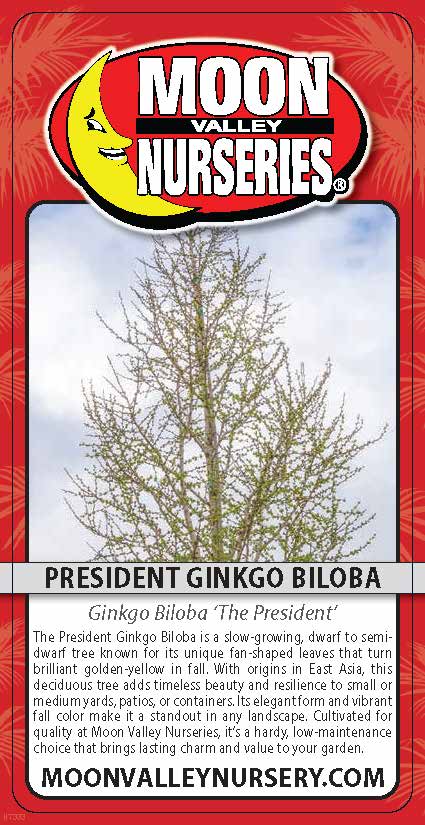 President Ginkgo Biloba