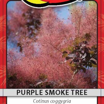 Purple Smoke Tree