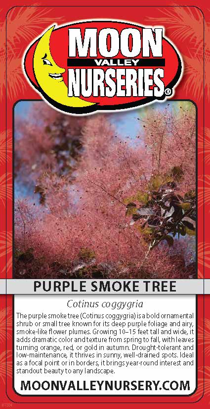 Purple Smoke Tree