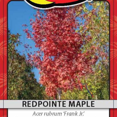 Redpointe Maple