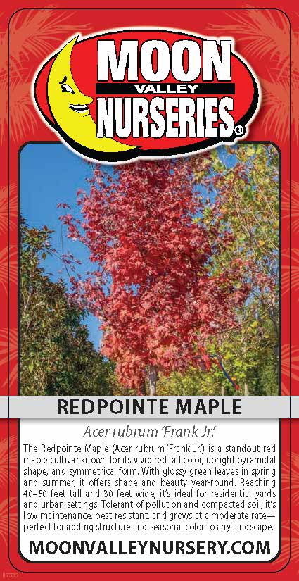 Redpointe Maple