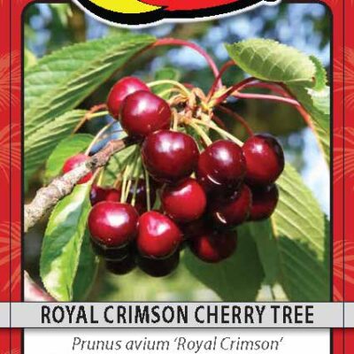 Royal Crimson Cherry Tree