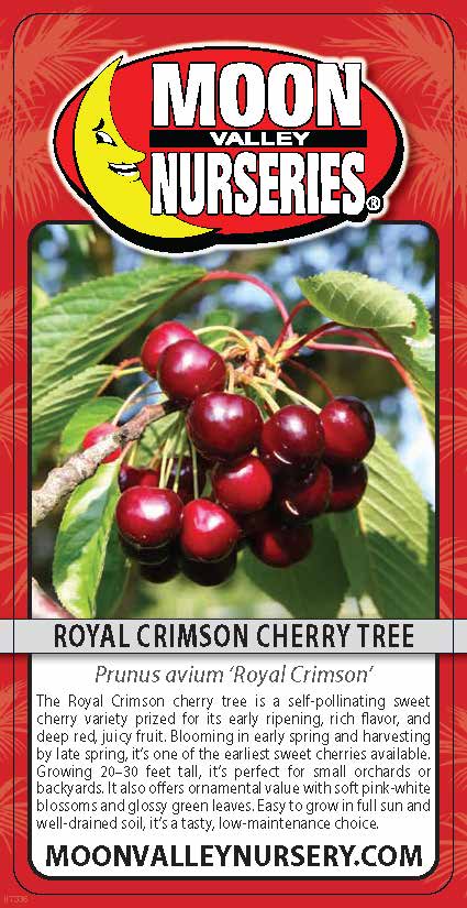 Royal Crimson Cherry Tree
