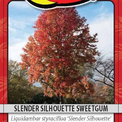 Slender Silhouette Sweetgum