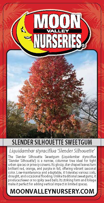 Slender Silhouette Sweetgum