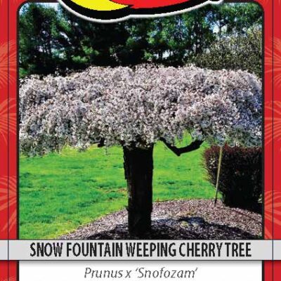 Snow Fountain Weeping Cherry Tree