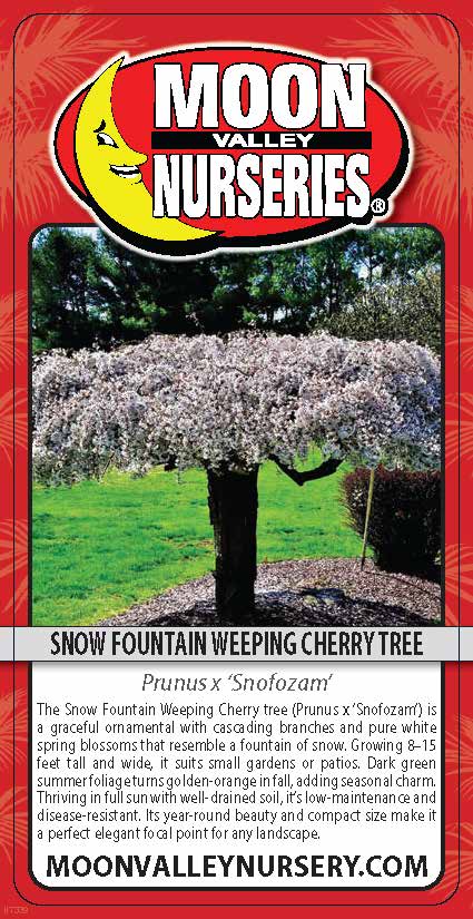 Snow Fountain Weeping Cherry Tree