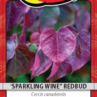 'Sparkling Wine" Redbud
