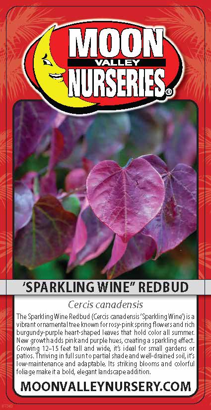'Sparkling Wine" Redbud