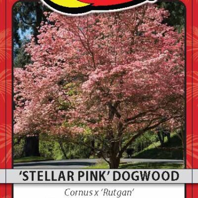 'Stellar Pink' Dogwood