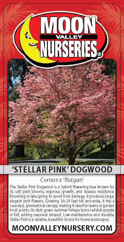 'Stellar Pink' Dogwood