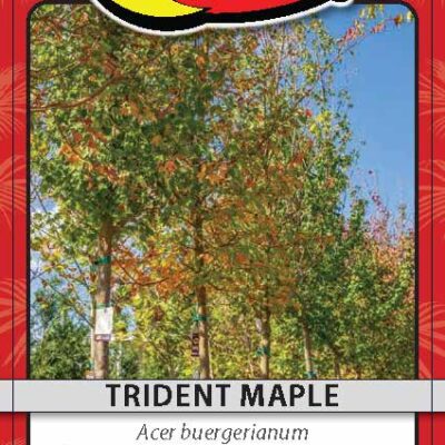 Trident Maple