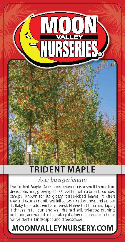 Trident Maple