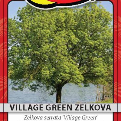 Village Green Zelkova