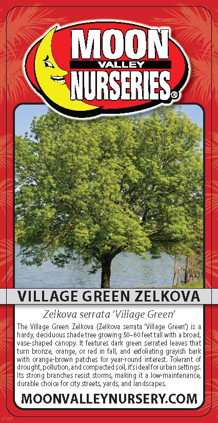 Village Green Zelkova