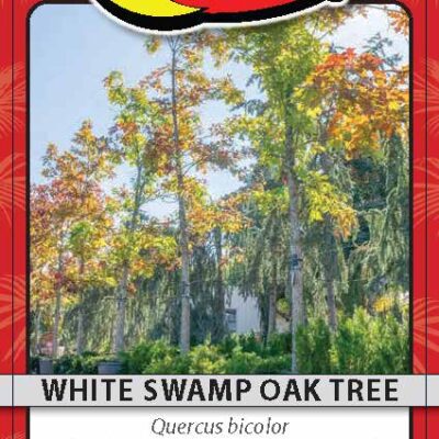White Swamp Oak Tree
