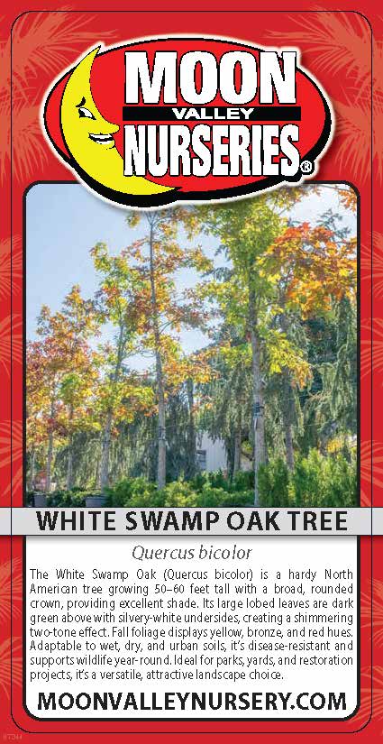 White Swamp Oak Tree