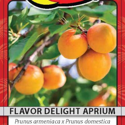 Flavor Delight Aprium