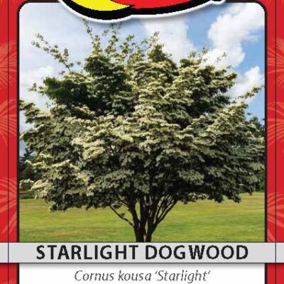 Starlight Dogwood