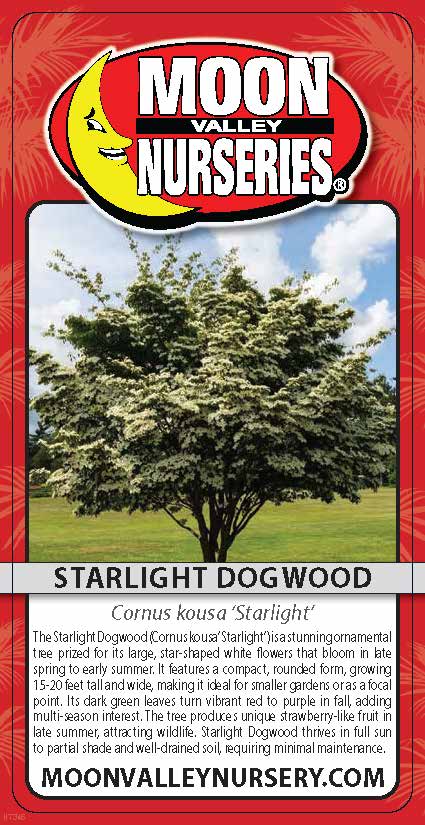 Starlight Dogwood