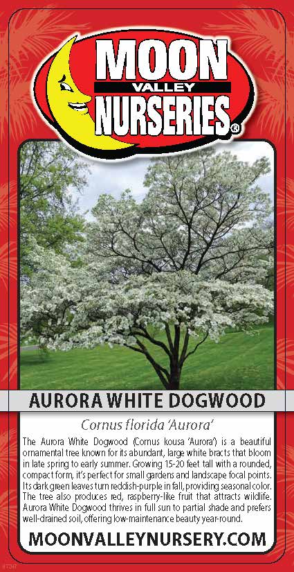 Aurora White Dogwood