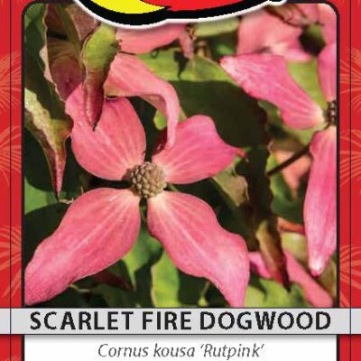 Scarlet Fire Dogwood