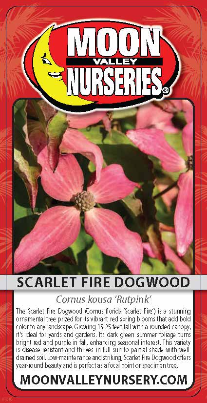 Scarlet Fire Dogwood