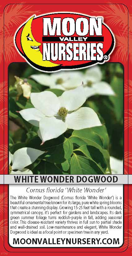 White Wonder Dogwood