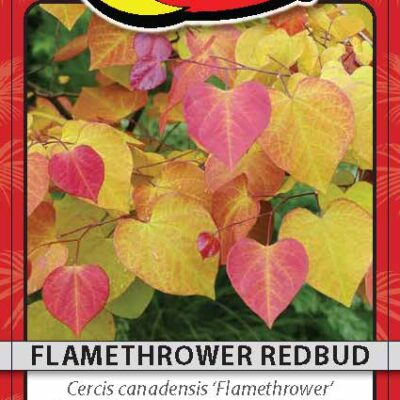 Flamethrower Redbud