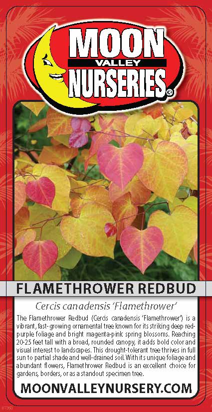 Flamethrower Redbud