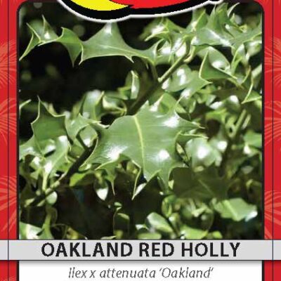 Oakland Red Holly