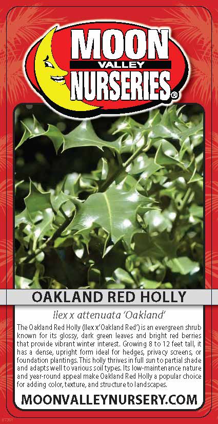 Oakland Red Holly