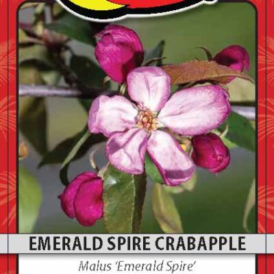 Emerald Spire Crabapple