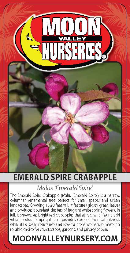 Emerald Spire Crabapple
