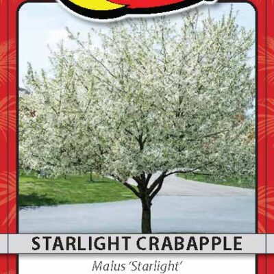 Starlight Crabapple