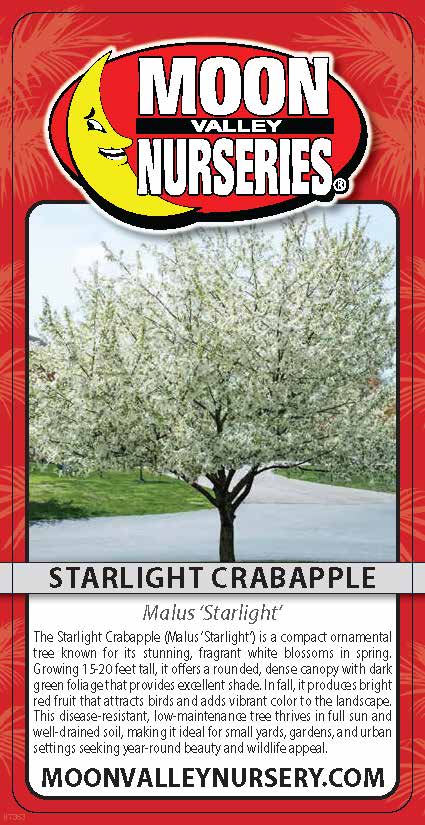 Starlight Crabapple
