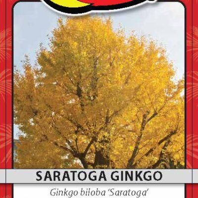 Saratoga Ginkgo
