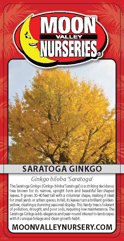 Saratoga Ginkgo