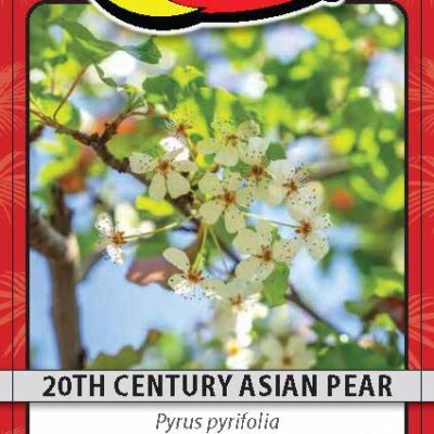 20th Century Asian Pear