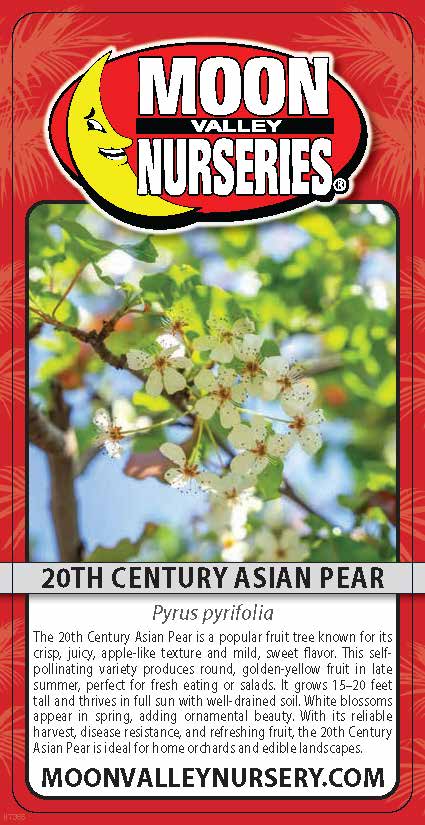 20th Century Asian Pear