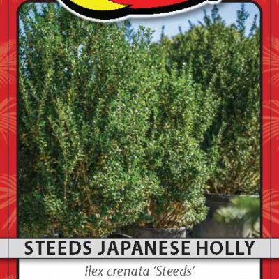 Steeds Japanese Holly