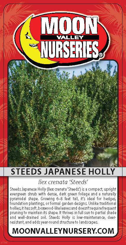 Steeds Japanese Holly