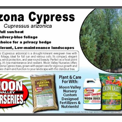 Arizona Cypress