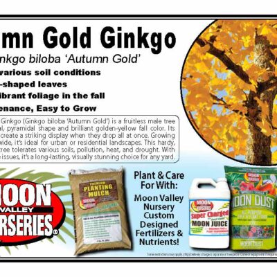 Autumn Gold Ginkgo