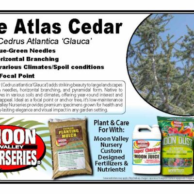 Blue Atlas Cedar